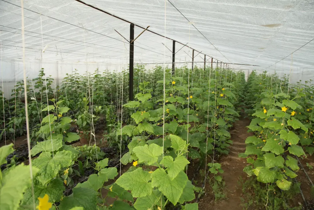 Black woven nursery ground cover laid between plant rows