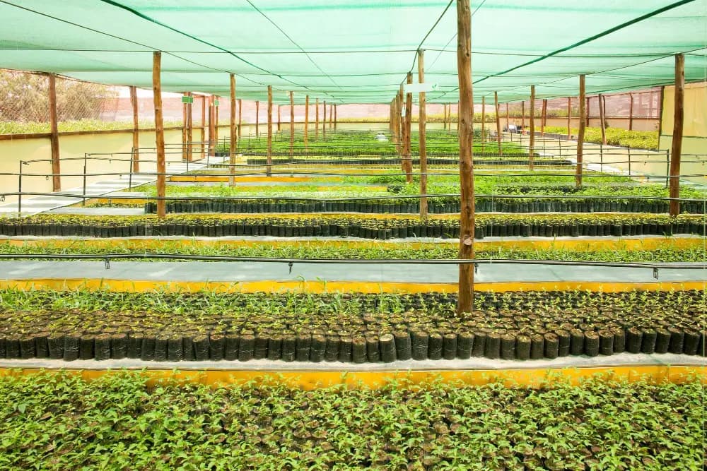 Nursery shade cloth stretched over rows of young plants