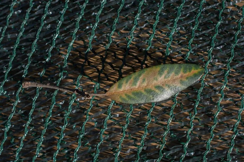 Leaf net stretched over a pool cover